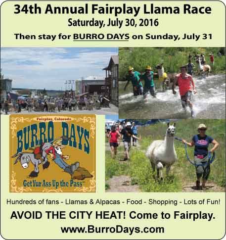 34th Annual Fairplay Llama Race 2016 Burro Days