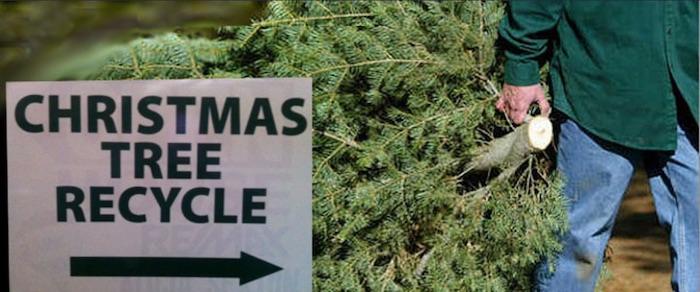EASY Christmas Tree Recycle