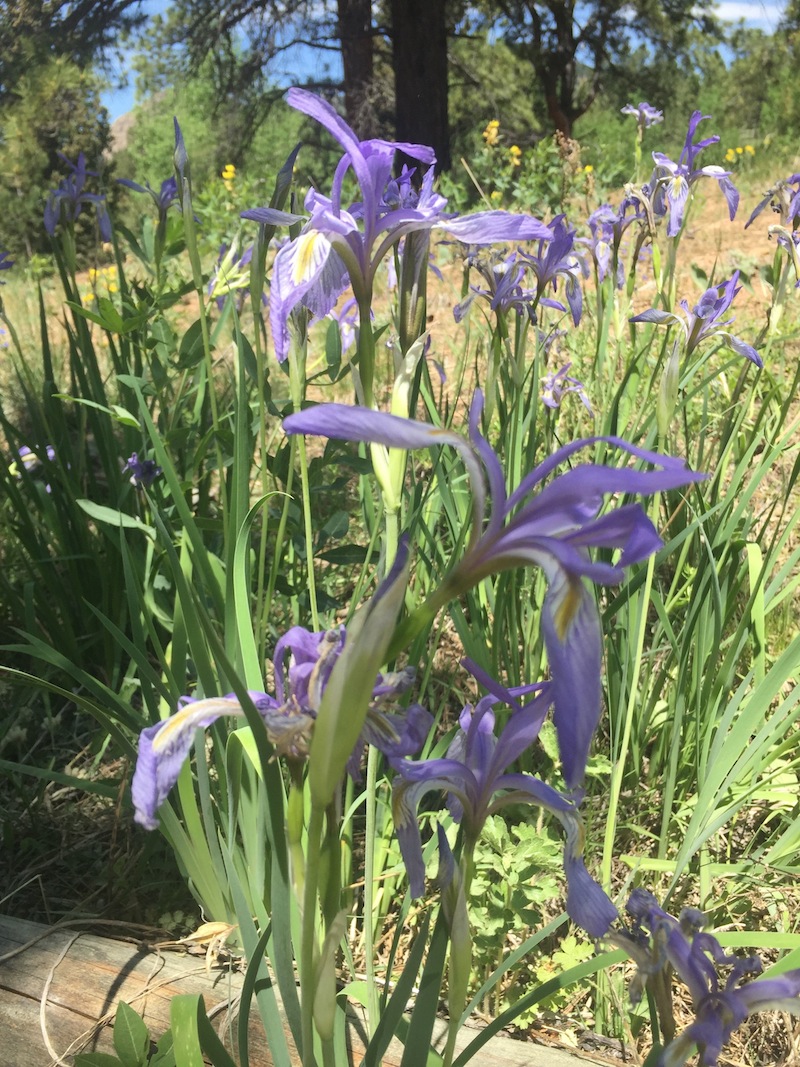 Wild irises at Staunton State Park, Colorado