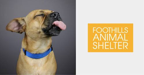 Pet Photo Shoot Fundraiser for Foothills Animal Shelter