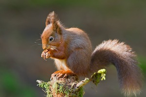 Redsquirrel eating 2012