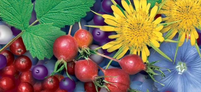 Edible Wild Plants of Colorado presented by Conifer Historical Society 2019
