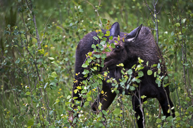 Can You See Me Know D813429 moose at Staunton by Keith Festag
