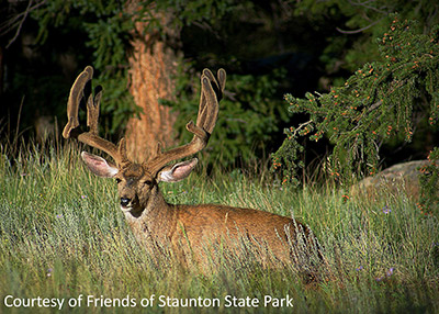 Friends of Staunton State Park Buck wildlife photography class