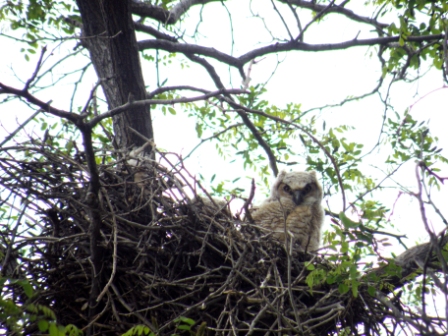 owl in nest Copy