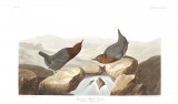 Who was John James Audubon, Bird Artist Center for the Arts Evergreen