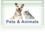 pets and animals