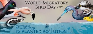 World Migratory Bird Day 2019.jpg