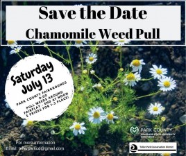Fairplay Scentless Chamomile Community Weed Pull.jpg