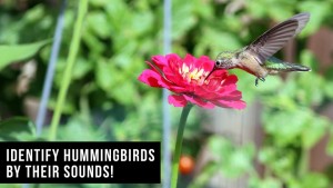 Identify Hummingbirds by Sound.jpg