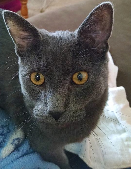 Lost gray cat named Smokey, Will O Wisp area Bailey - My Mountain Town ...